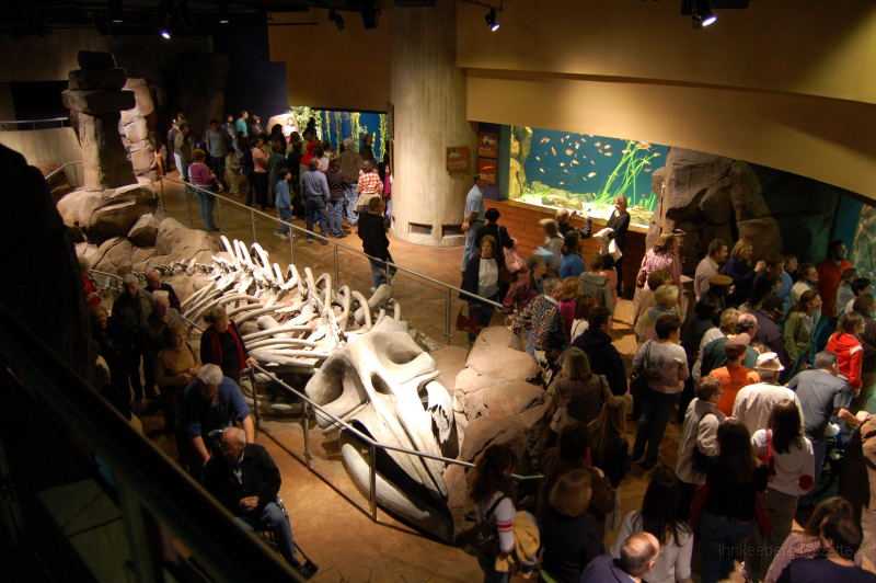 GA Aquarium 0002_1.JPG - Crowds were relatively light during our visit.